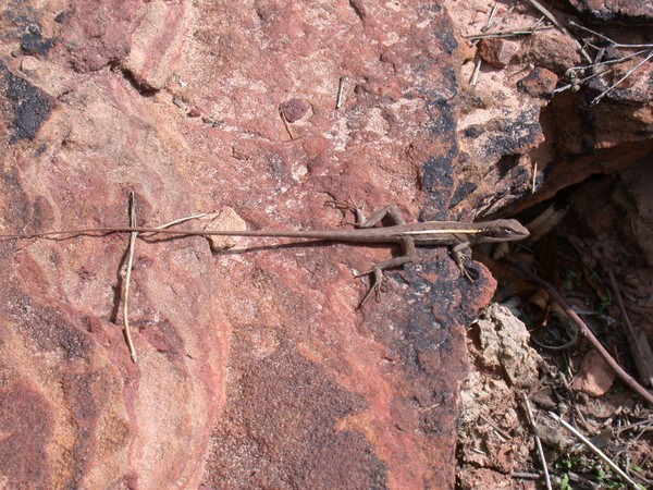 Lizard